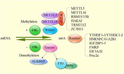 Role of m6A Methylation in the Occurrence and Development of Heart Failure